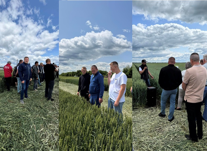 День поля ТОВ Волинь-Зерно-Продукт, Волинська обл. 20 червня 2025р.